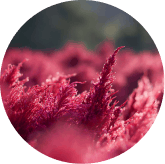 Astaxanthin