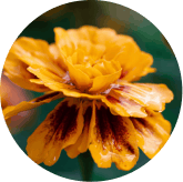 Lutein and Zeaxanthin